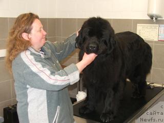 Фото: ньюфаундленд Плюшевая Панда Анабелла Бьютифул (Plushevaya Panda Anabella Beautiful)