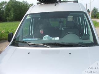 Фото: ньюфаундленд Плюшевая Панда Анабелла Бьютифул (Plushevaya Panda Anabella Beautiful)