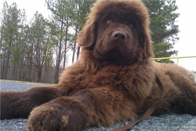 Фото: ньюфаундленд Irishcream Von Szentpaly