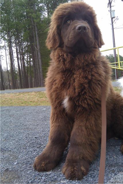 Фото: ньюфаундленд Irishcream Von Szentpaly