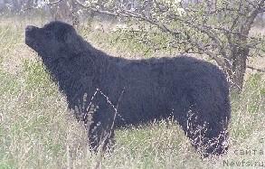 Фото: ньюфаундленд Красавица Мирта