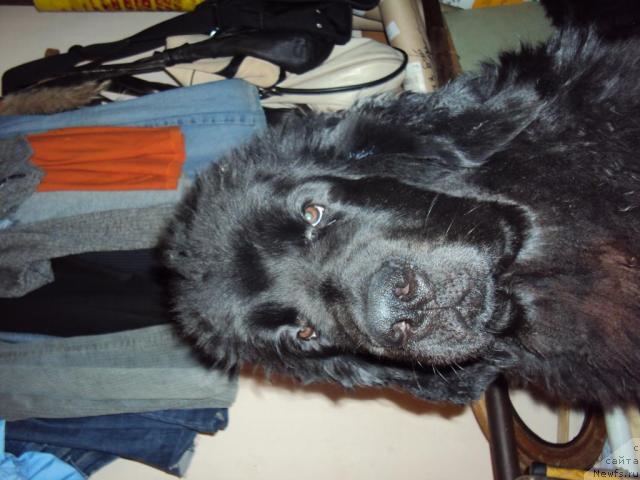 Фото: ньюфаундленд Зинедин из Сибирской Глубинки