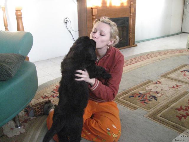 Фото: ньюфаундленд Баловень Судьбы