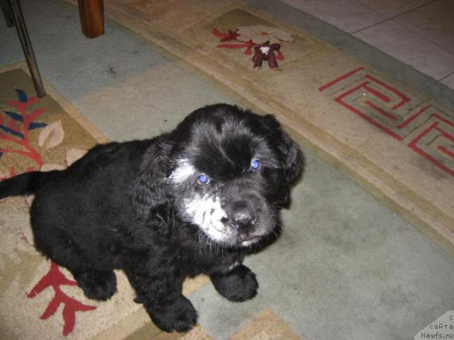 Фото: ньюфаундленд Баловень Судьбы