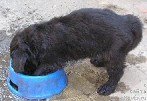 Фото: ньюфаундленд Камелия из Южного Города