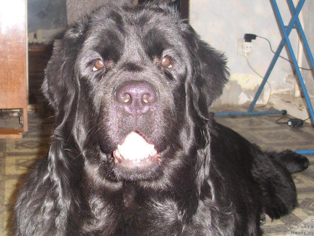 Фото: ньюфаундленд Жозефина Леди Прекрасная