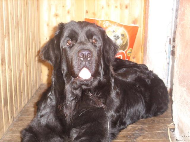 Фото: ньюфаундленд Жозефина Леди Прекрасная