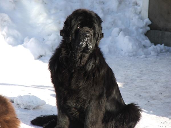 Фото: ньюфаундленд Плюшевая Панда Ко-Ко Шанэль