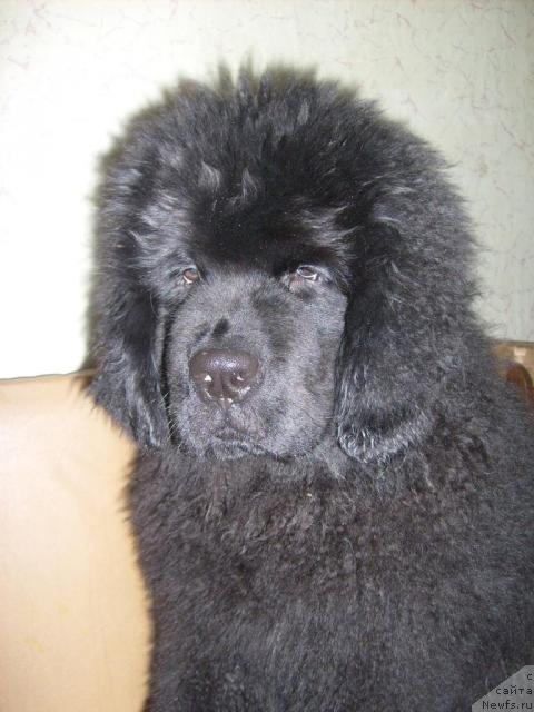 Фото: ньюфаундленд Акватория Келвин Килиманджаро (Aquatoriya Kelvin Kilimandzharo)