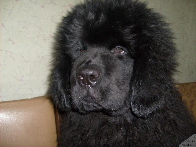 Фото: ньюфаундленд Акватория Келвин Килиманджаро (Aquatoriya Kelvin Kilimandzharo)