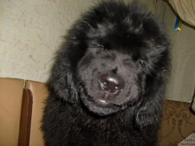 Фотография № 38875