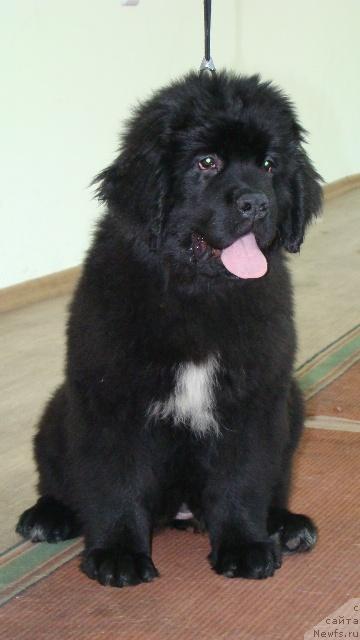 Фотография № 38884