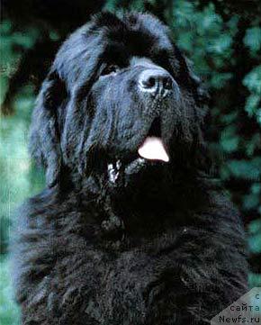 Фото: ньюфаундленд Whisperbays Full Confession