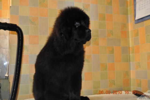 Фото: GOLANA	GOLDEN  STAR