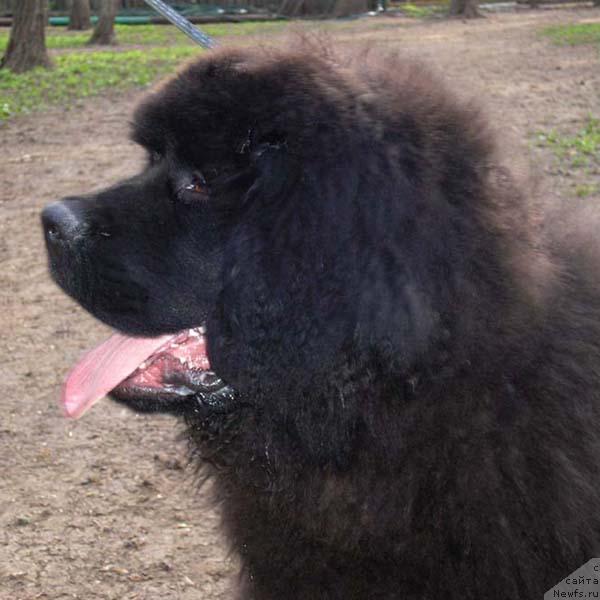 Фото: ньюфаундленд Из Всех Лучший с Берега Дона