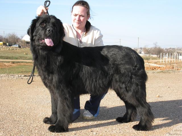 Фото: ньюфаундленд Чарли Большой Малыш (Charly Bolshoj Malysh)