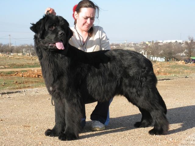 Фото: ньюфаундленд Чарли Большой Малыш (Charly Bolshoj Malysh)
