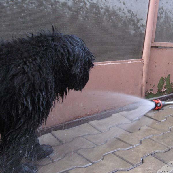 Фото: ньюфаундленд Винчес из Медвежьего Яра для Берега Дона (Vinces iz Medvejyego Yara Dlja Berega Dona)