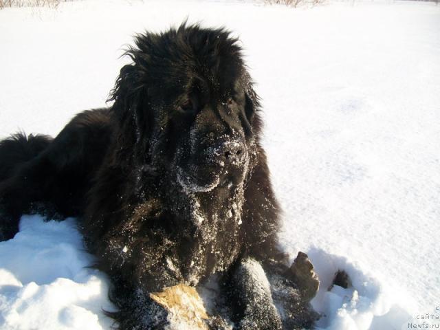 Фото: ньюфаундленд Fortuna of Giant's Island