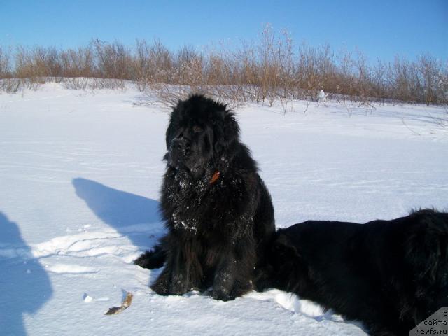 Фото: ньюфаундленд Fortuna of Giant's Island
