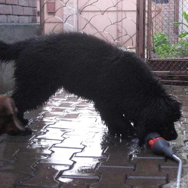 Фото: ньюфаундленд Винчес из Медвежьего Яра для Берега Дона (Vinces iz Medvejyego Yara Dlja Berega Dona)