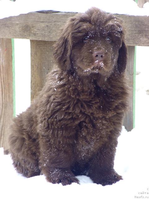 Фото: ньюфаундленд Бархатка Роскошная