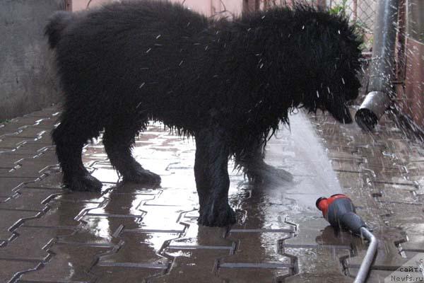 Фото: ньюфаундленд Винчес из Медвежьего Яра для Берега Дона (Vinces iz Medvejyego Yara Dlja Berega Dona)