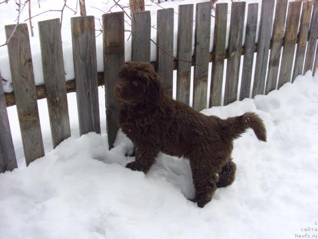 Фото: ньюфаундленд Бархатка Роскошная