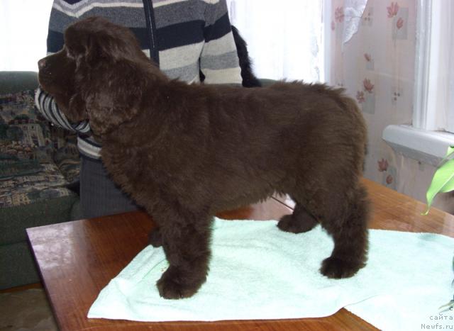 Фото: ньюфаундленд Бархатка Роскошная