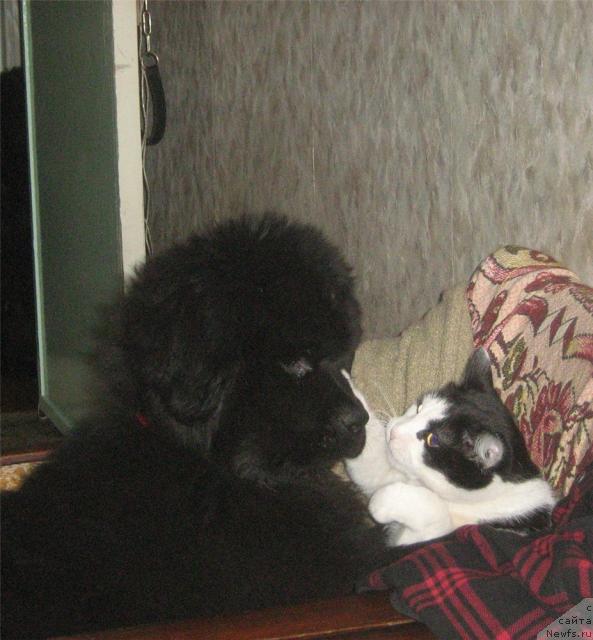 Фото: ньюфаундленд Сент Джонс Улла для Кара Аюлар (Sent Djons Ulla for Kara Ayular), Бармалейкин :))