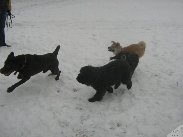 Фото: ньюфаундленд Сент Джонс Улла для Кара Аюлар (Sent Djons Ulla for Kara Ayular)