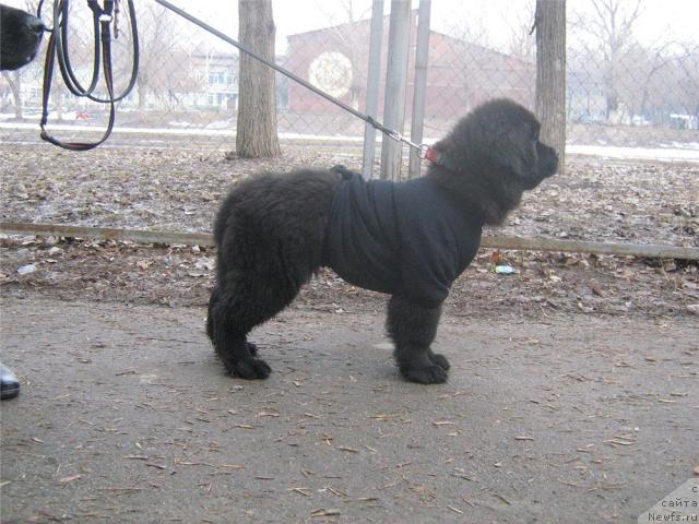 Фото: ньюфаундленд Сент Джонс Улла для Кара Аюлар (Sent Djons Ulla for Kara Ayular)