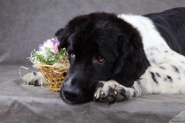 Фото: ньюфаундленд Питерньюф Продижи (Piternyuf Prodigy)