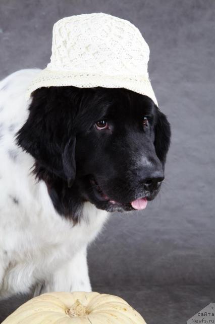 Фото: ньюфаундленд Питерньюф Продижи (Piternyuf Prodigy)