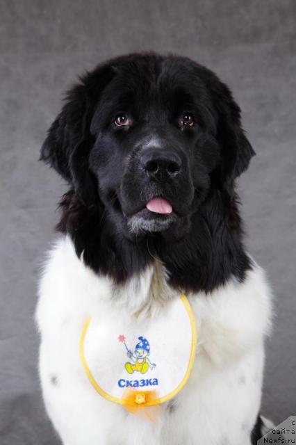 Фото: ньюфаундленд Питерньюф Продижи (Piternyuf Prodigy)