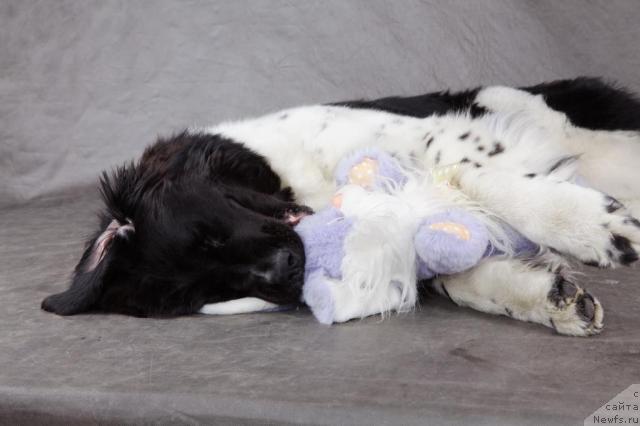 Фото: ньюфаундленд Питерньюф Продижи (Piternyuf Prodigy)