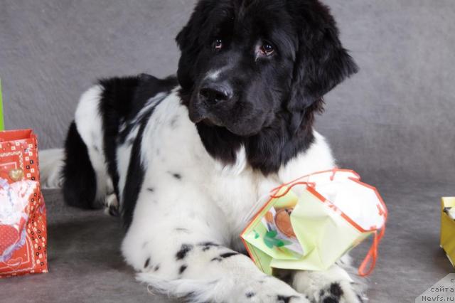 Фото: ньюфаундленд Питерньюф Продижи (Piternyuf Prodigy)