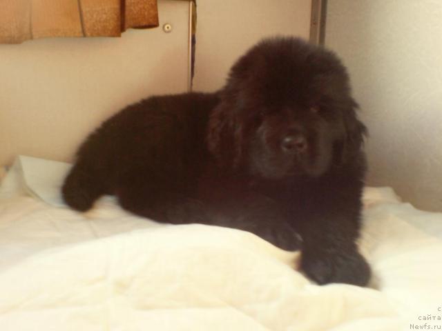 Фото: ньюфаундленд Уютная Долина Андрос Гриф