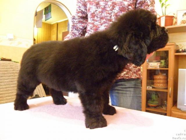 Фото: ньюфаундленд Уютная Долина Артер Норд