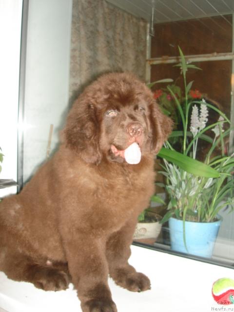 Фото: ньюфаундленд Уэлси Мелодии Блюз