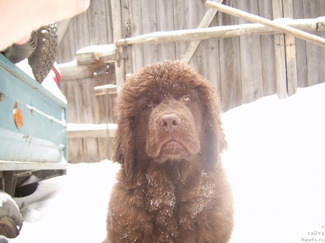 Фото: ньюфаундленд Черный Шарм Абрикосовая Карамель