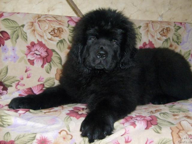 Фото: ньюфаундленд Акватория Келвин Килиманджаро (Aquatoriya Kelvin Kilimandzharo)