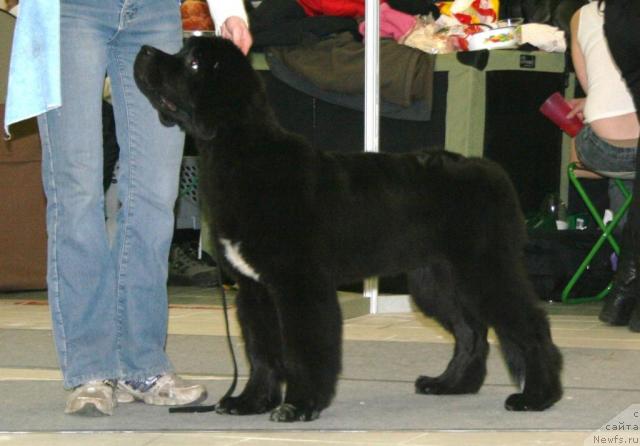 Фотография № 39083