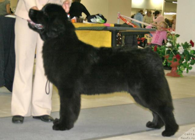 Фотография № 39084