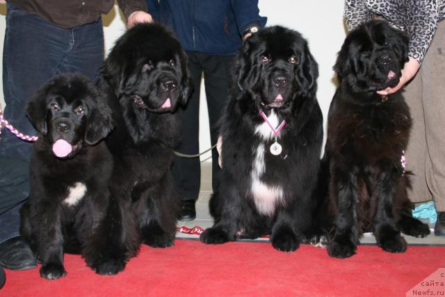Фото: ньюфаундленд Бегущая по Волнам Роуал Флаш (Beguschaya po Volnam Royal Flash), ньюфаундленд Cayuga Mescalero, ньюфаундленд Смигар Шаловливый Медведь (Smigar Shalovlivy Medved), ньюфаундленд Смигар Нимфея Неотразимая (Smigar Nimfeya Neotrazimaya)