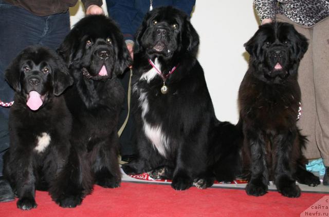 Фото: ньюфаундленд Бегущая по Волнам Роуал Флаш (Beguschaya po Volnam Royal Flash), ньюфаундленд Cayuga Mescalero, ньюфаундленд Смигар Шаловливый Медведь (Smigar Shalovlivy Medved), ньюфаундленд Смигар Нимфея Неотразимая (Smigar Nimfeya Neotrazimaya)