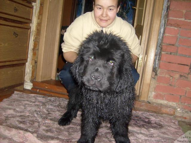 Фото: ньюфаундленд Акватория Келвин Килиманджаро (Aquatoriya Kelvin Kilimandzharo)