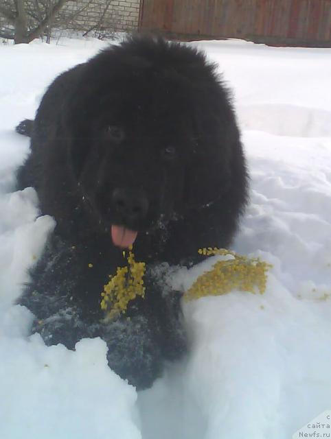 Фото: ньюфаундленд Бегущая по Волнам Револутион а ла Рус