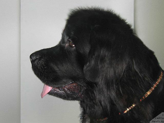 Фото: ньюфаундленд Бавария (Bavariya)