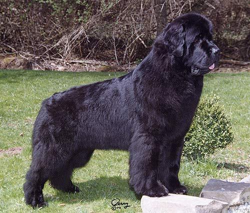 Фото: ньюфаундленд Pouch Cove's Matter of Fact